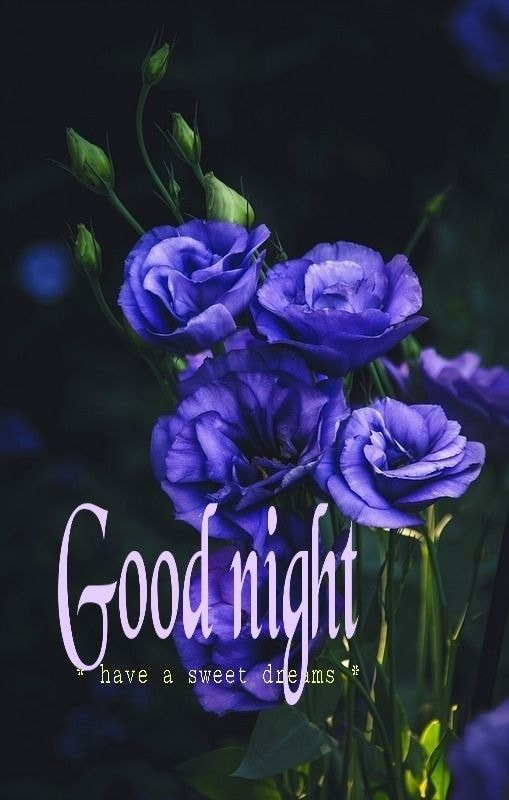 Good Night Have Sweet Dream